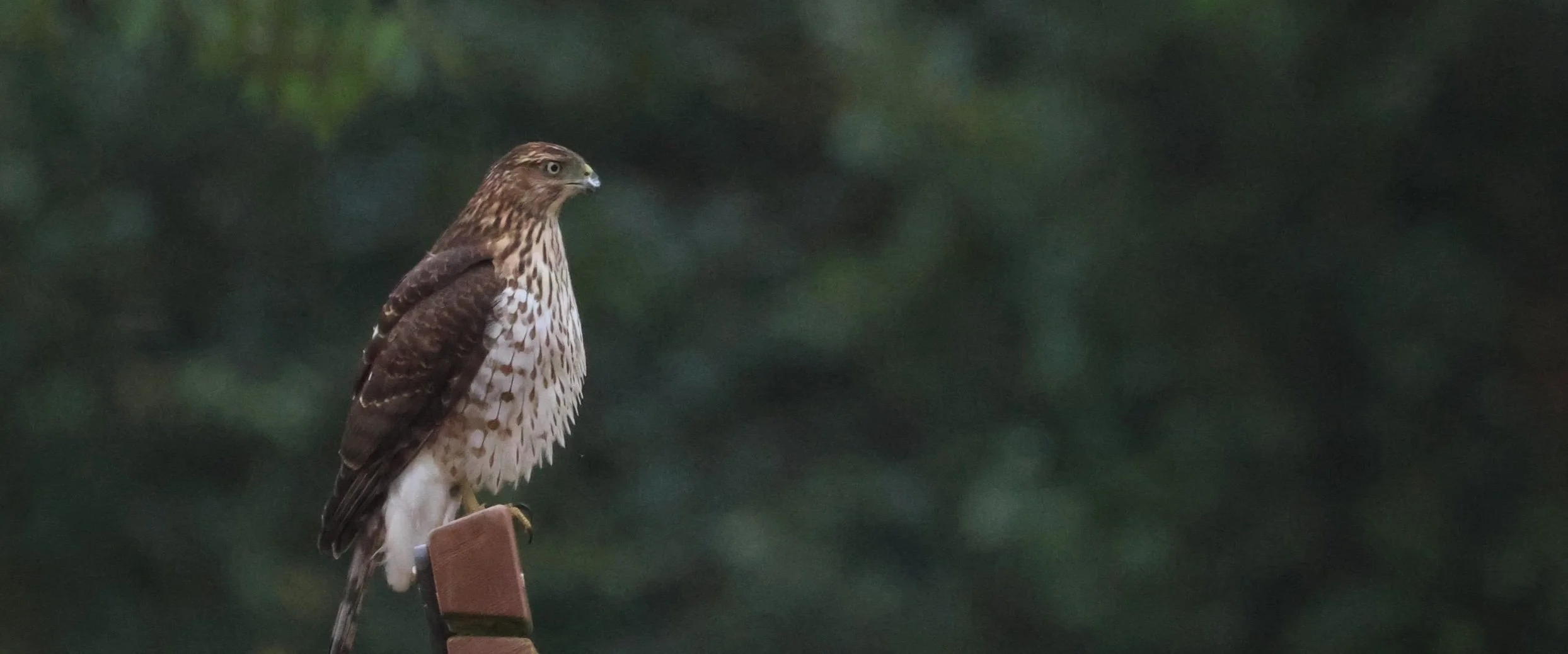 Bird Walk at Juanita Bay Park
