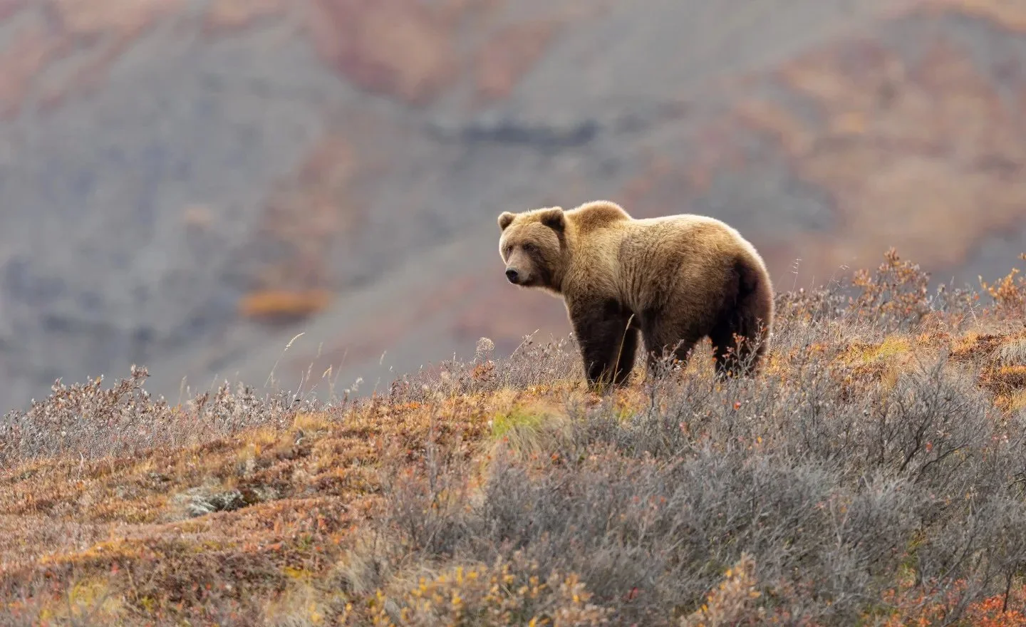 Program Night - Down From The Mountain: The Life and Death of a Grizzly