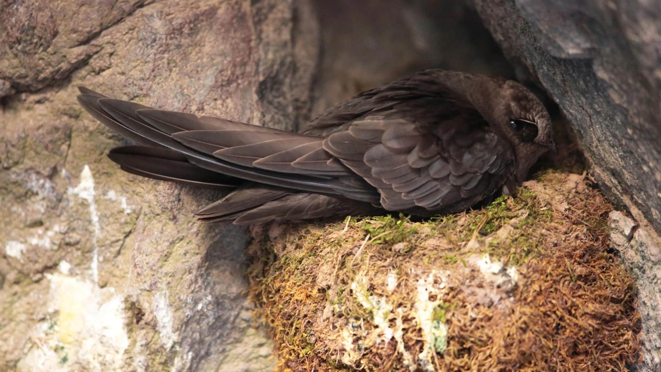 Gallery - Marsh Birds — Eastside Audubon Society