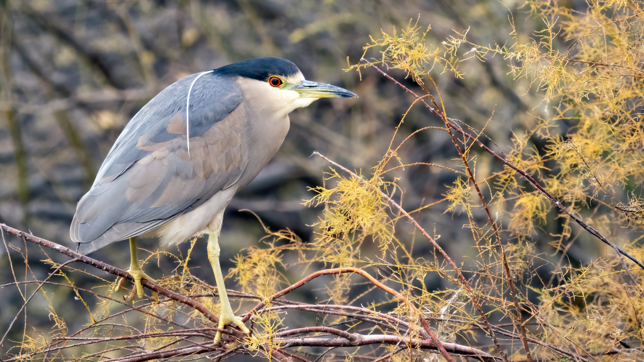 Quawk Black-crowned Night Heron — Eastside Audubon Society
