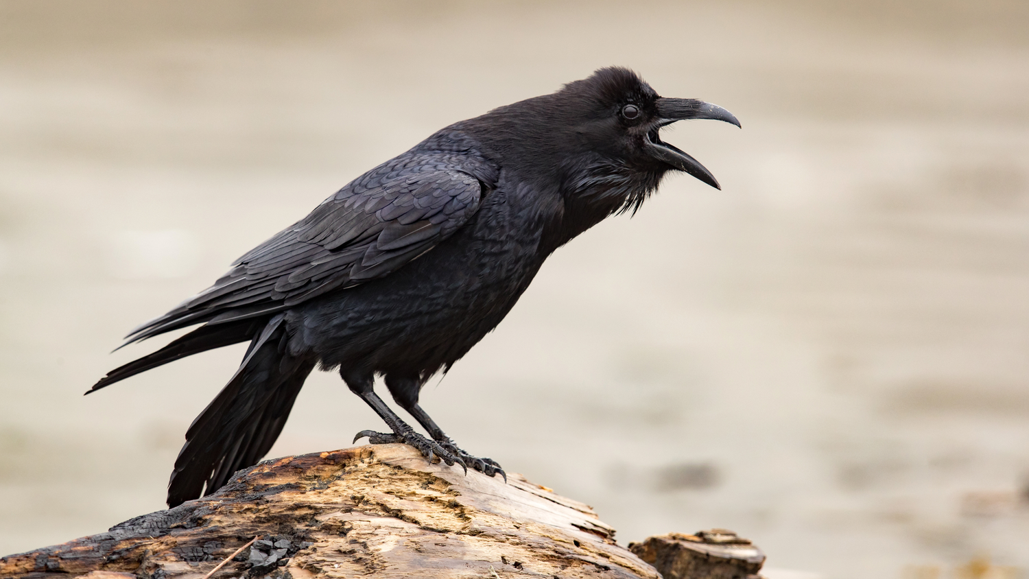 What Color Are Ravens Eyes