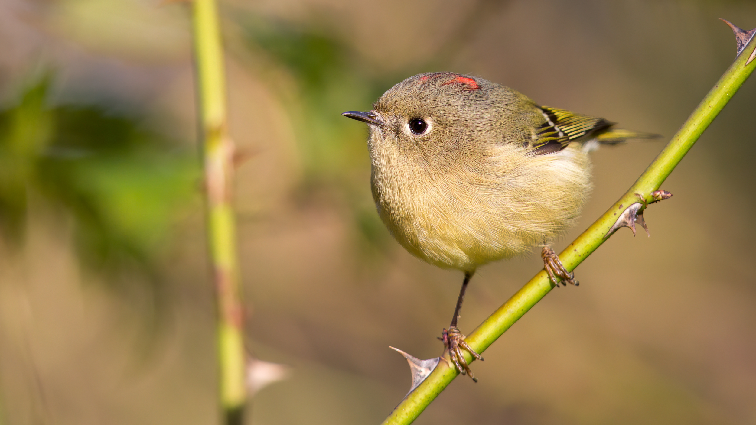 Ruby-crowned Kinglet — Eastside Audubon Society