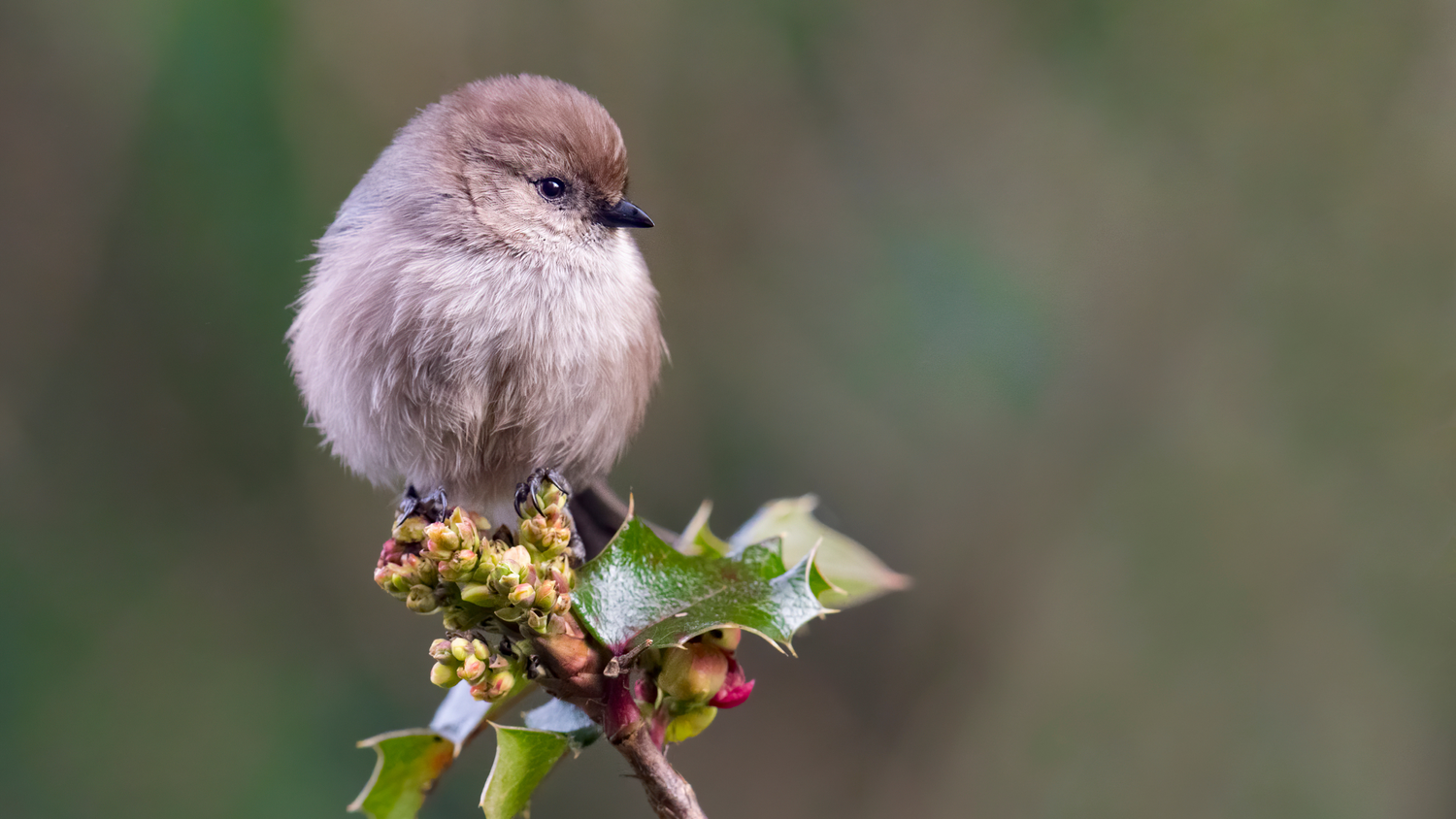 Bushtit — Eastside Audubon Society