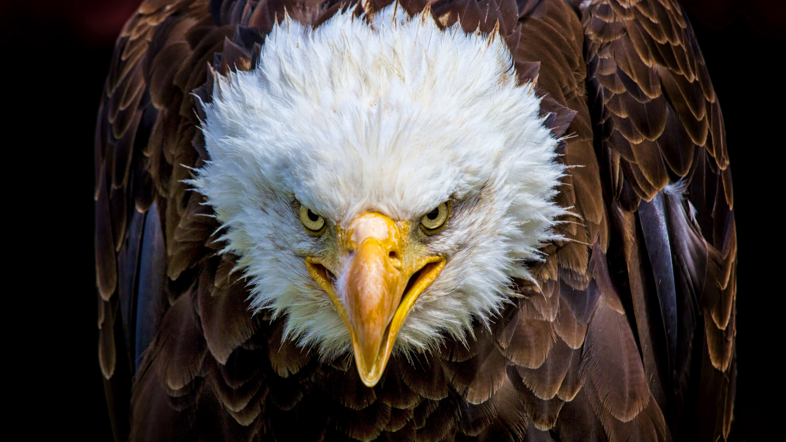Majestic Hunters: Bald Eagles and Raptors