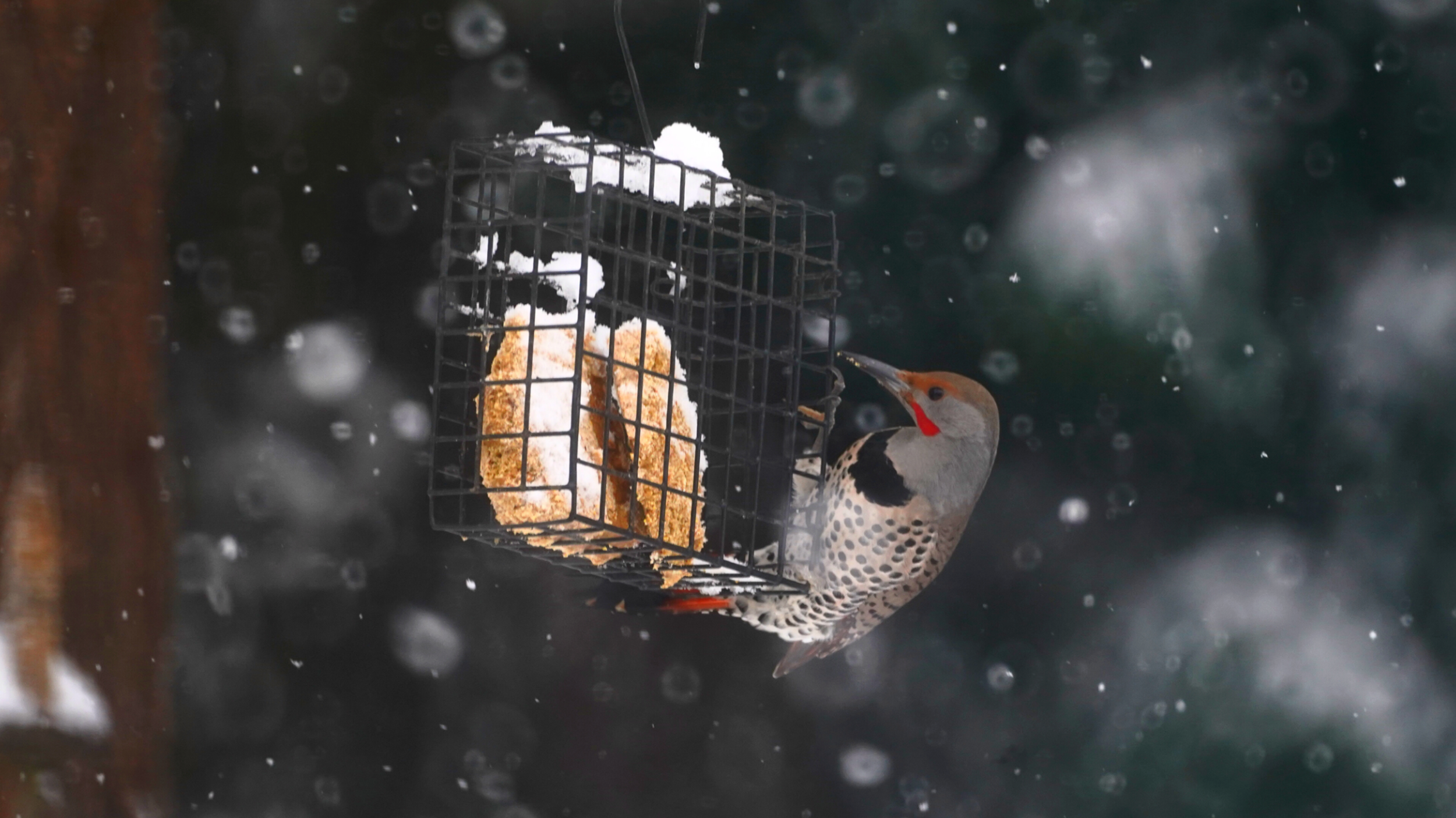 Count Birds at Home for the CBC
