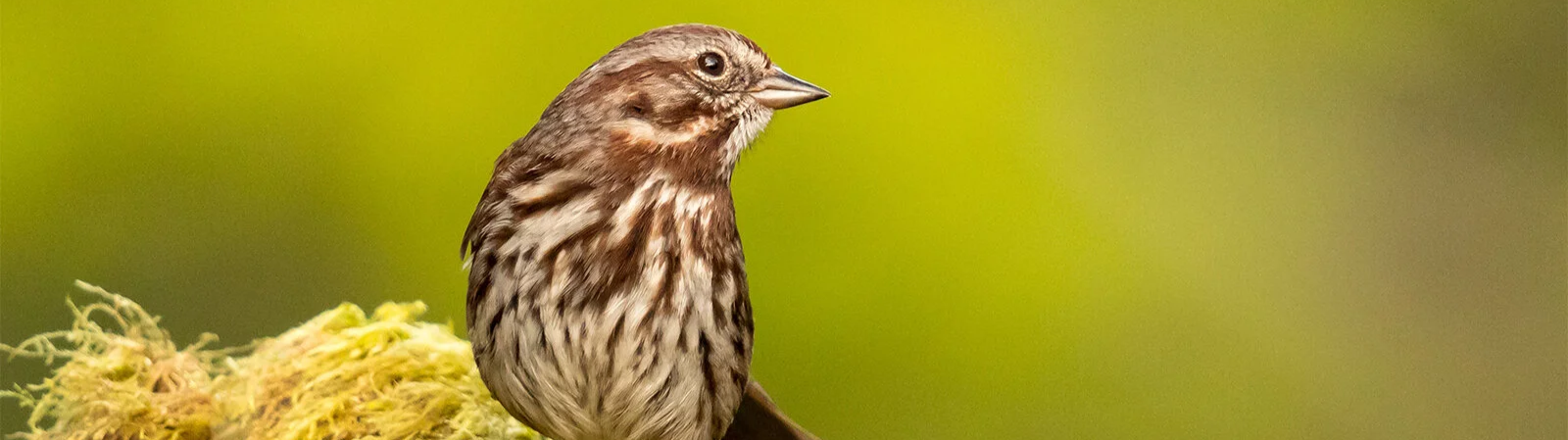 Bird Walk at Lake Sammamish State Park