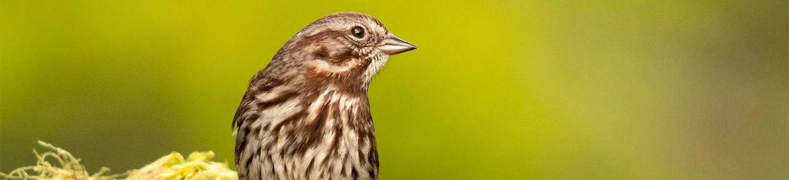 Bird Walk at Lake Sammamish State Park