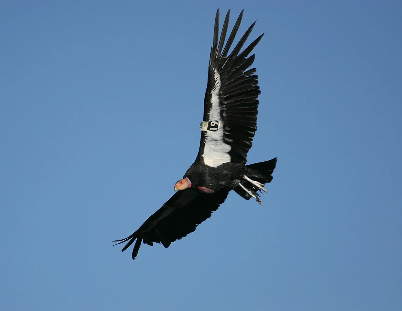 January Program Night: Feather Trails: A Journey of Discovery Among Endangered Birds