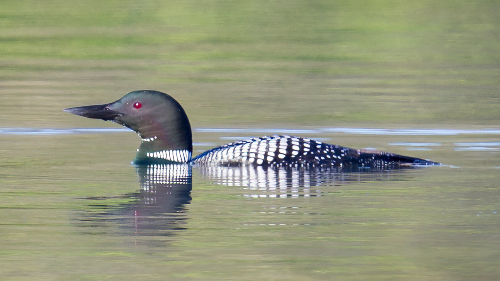 Common Loon