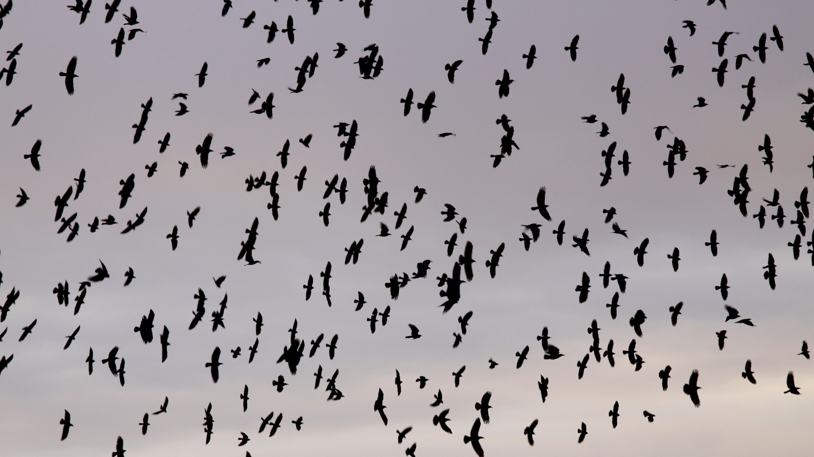 Crows of the Eastside