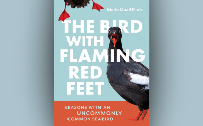The Bird with Flaming Red Feet