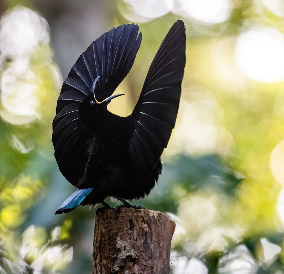 Photo of the Month: November