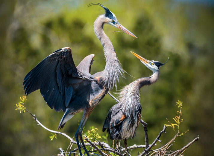 The Lives of Great Blue Herons