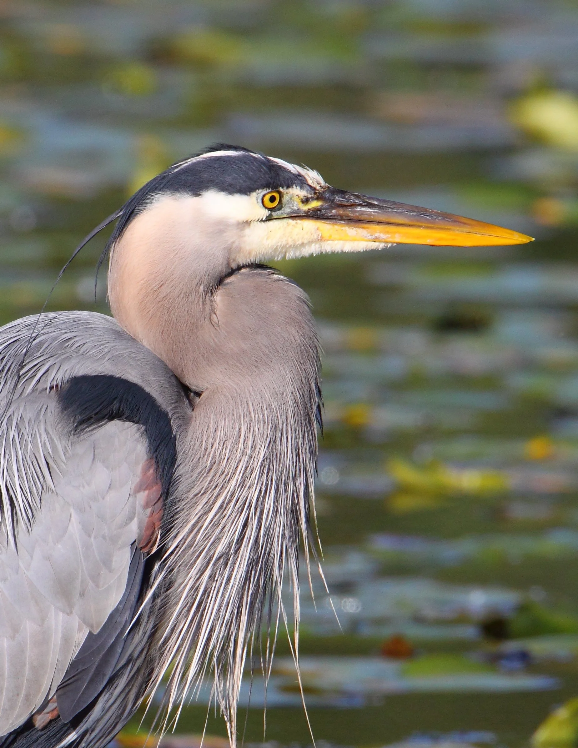 Bird Walk at Marymoor Park