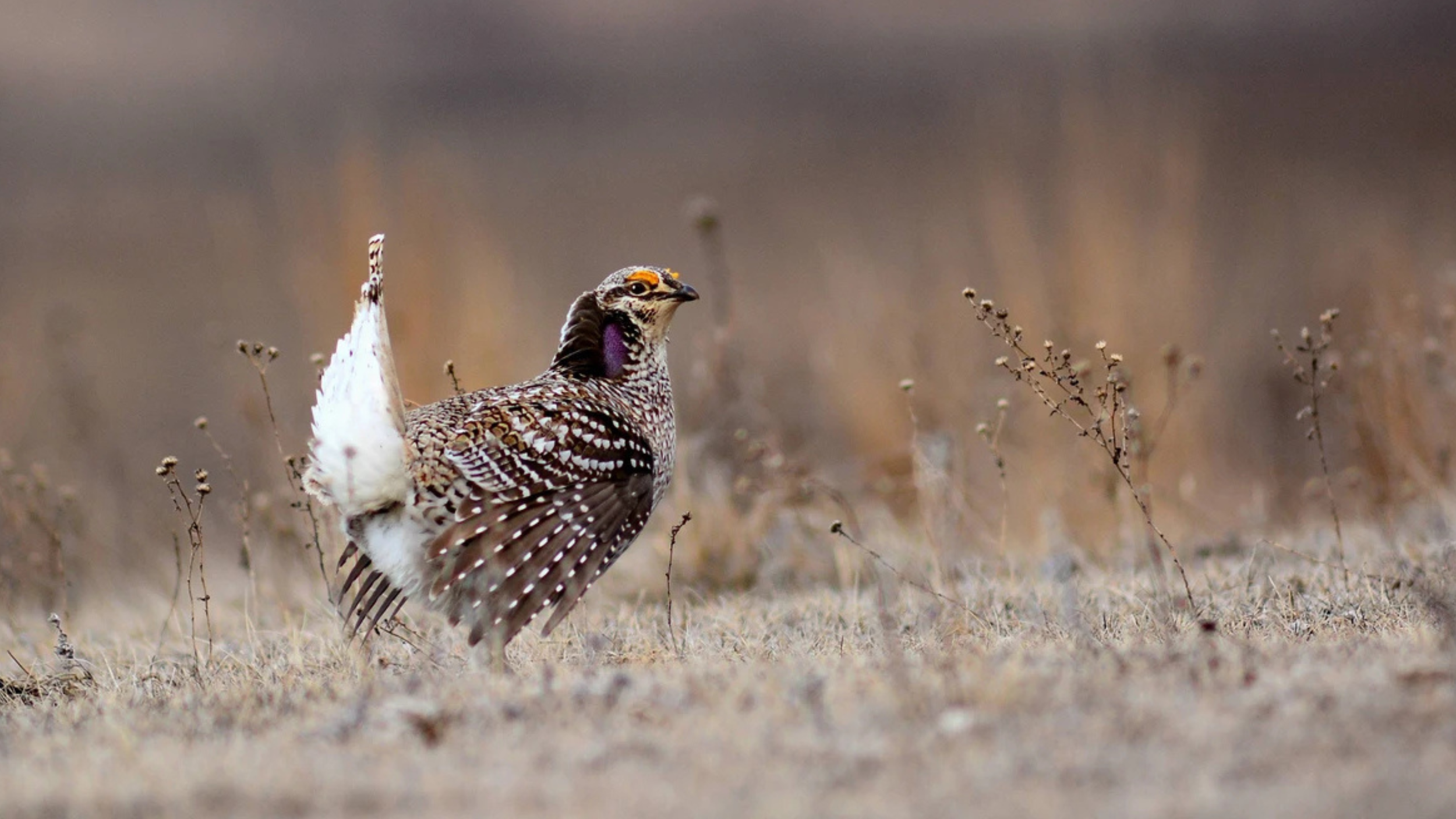 Sharp-tailed Grouse