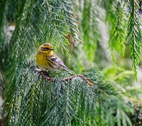 Birdathon Field Trip: Warblers &amp; Woodpeckers at Oxbow Loop Trail
