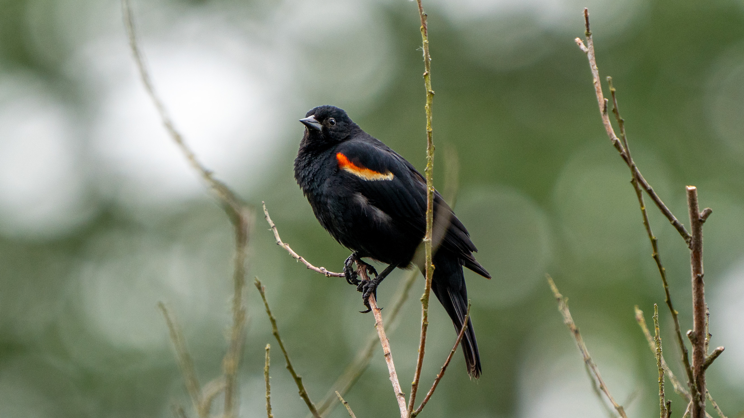 A Beginner’s Guide to Spring Birding on the Eastside