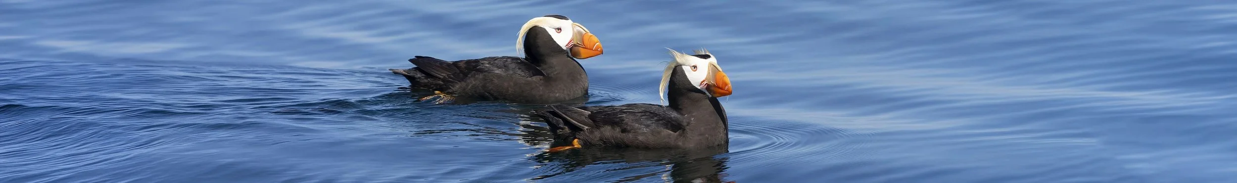 Eastside Audubon Birdathon Puffin Tour 