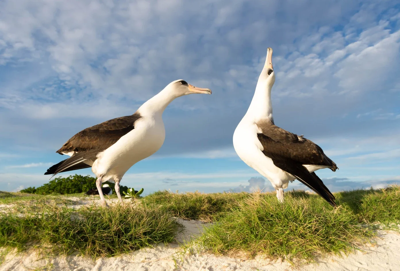 April Program Night: Magnificent Mōlī: Laysan Albatross of Kauaʻi