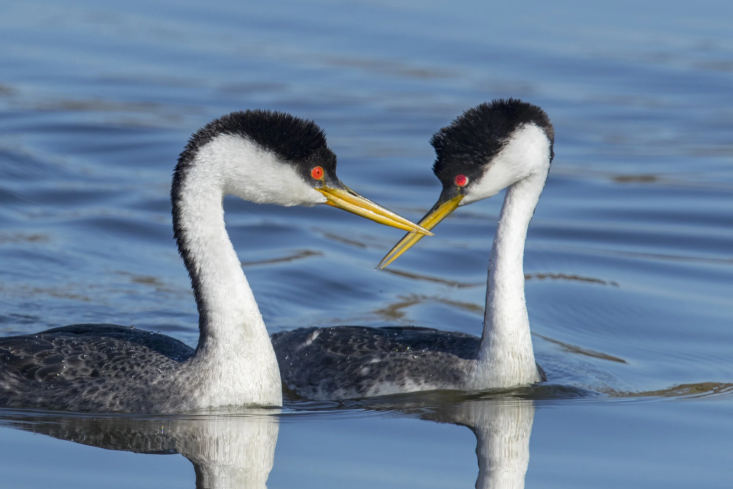Birdathon Bird Outing: Duck Bay and Marsh Island at the Arboretum