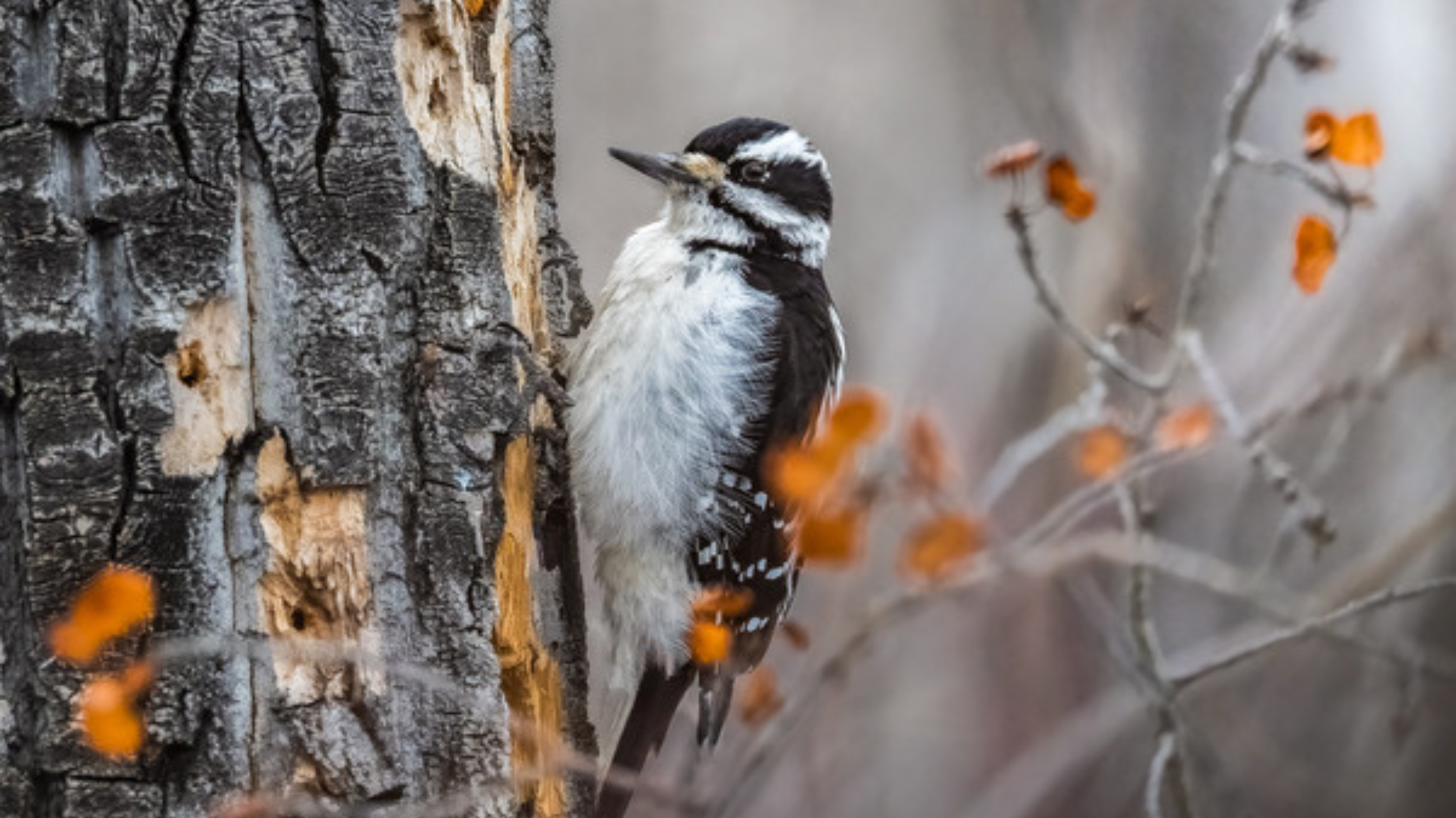 Photo of the Month: March