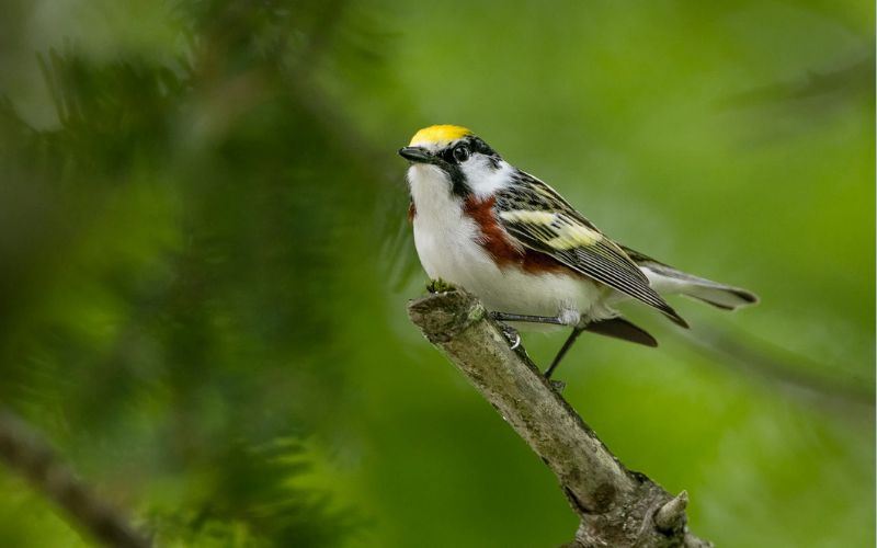 Chestnut-sided Warbler