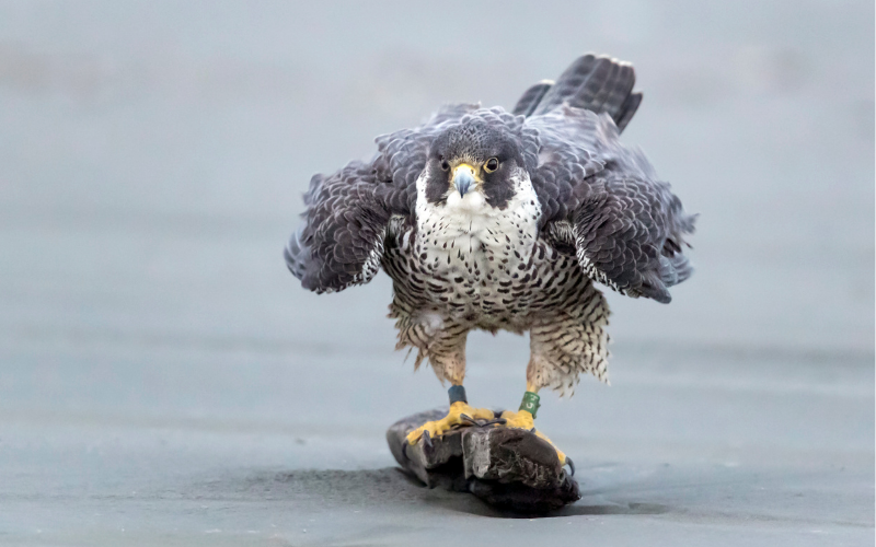 Foothills Falcons In The Mist