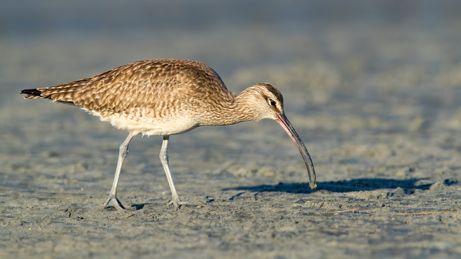 Get Ready for Birdathon!