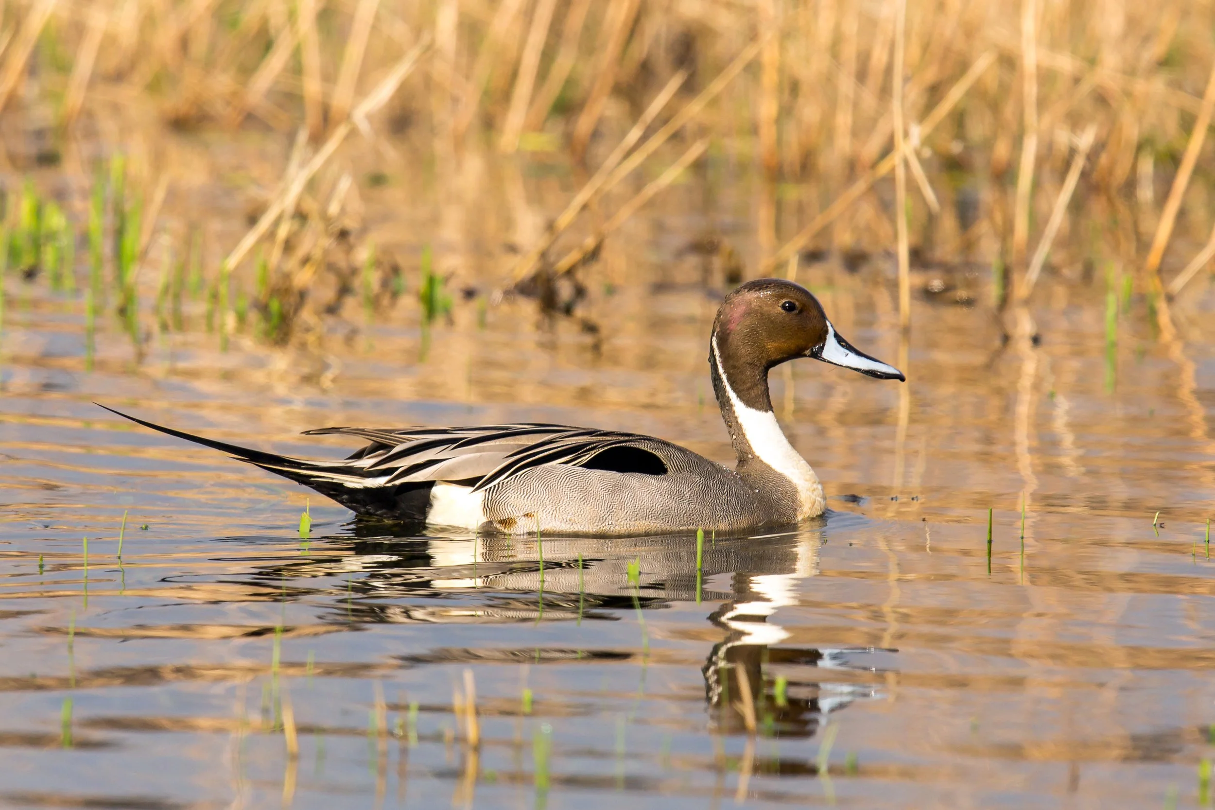 Christmas Bird Count (CBC) 2025 Report