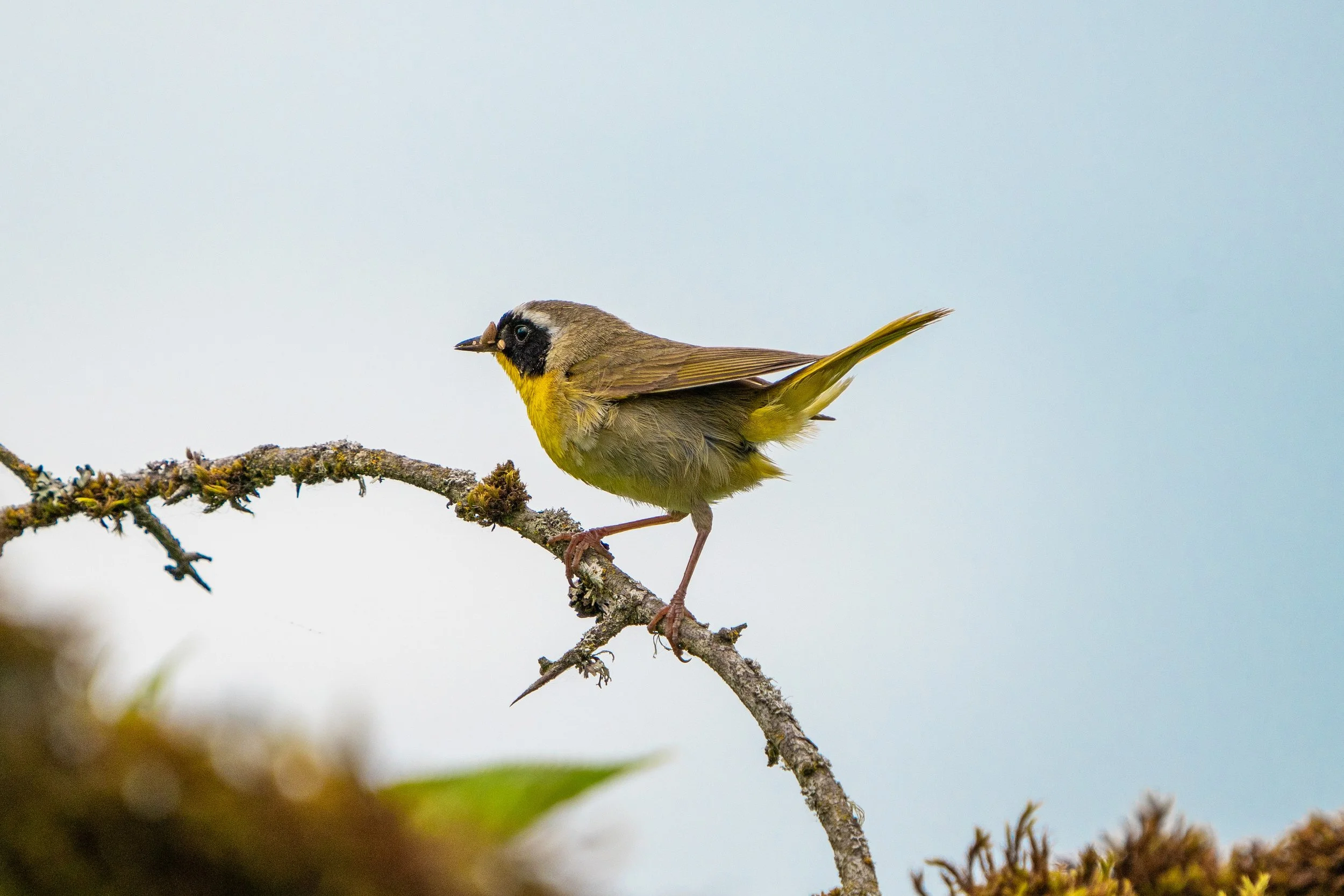 Bird Walk at Marymoor Park