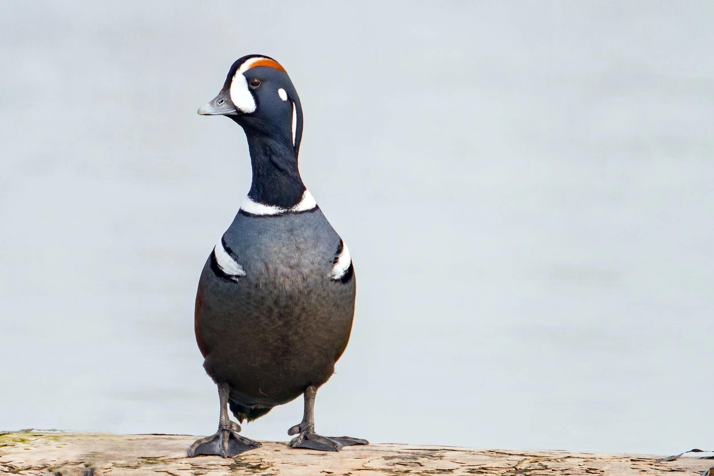 Birdathon: Whidbey Island Birding Challenge