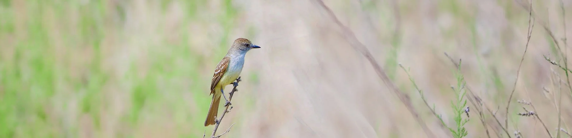 Ash-throated Flycatcher