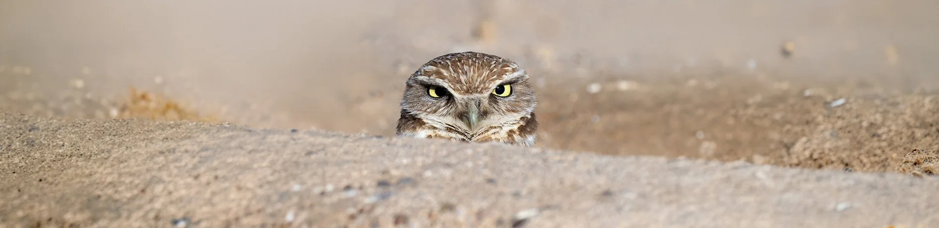 Birdathon is here! Are you ready