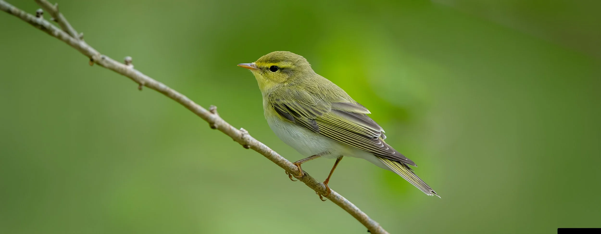 Wood-Warblers of the Pacific Northwest