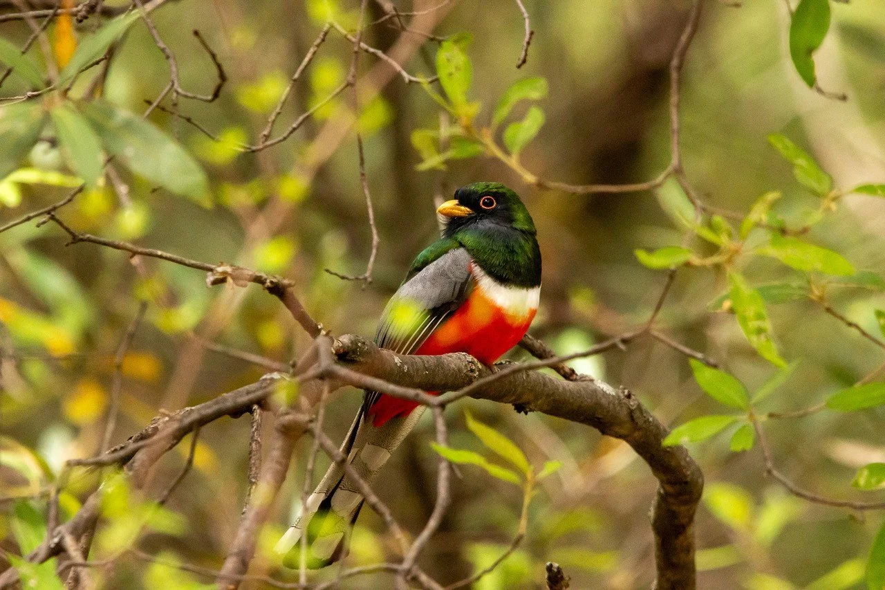 Trogon on a branch by Kyle Callahan