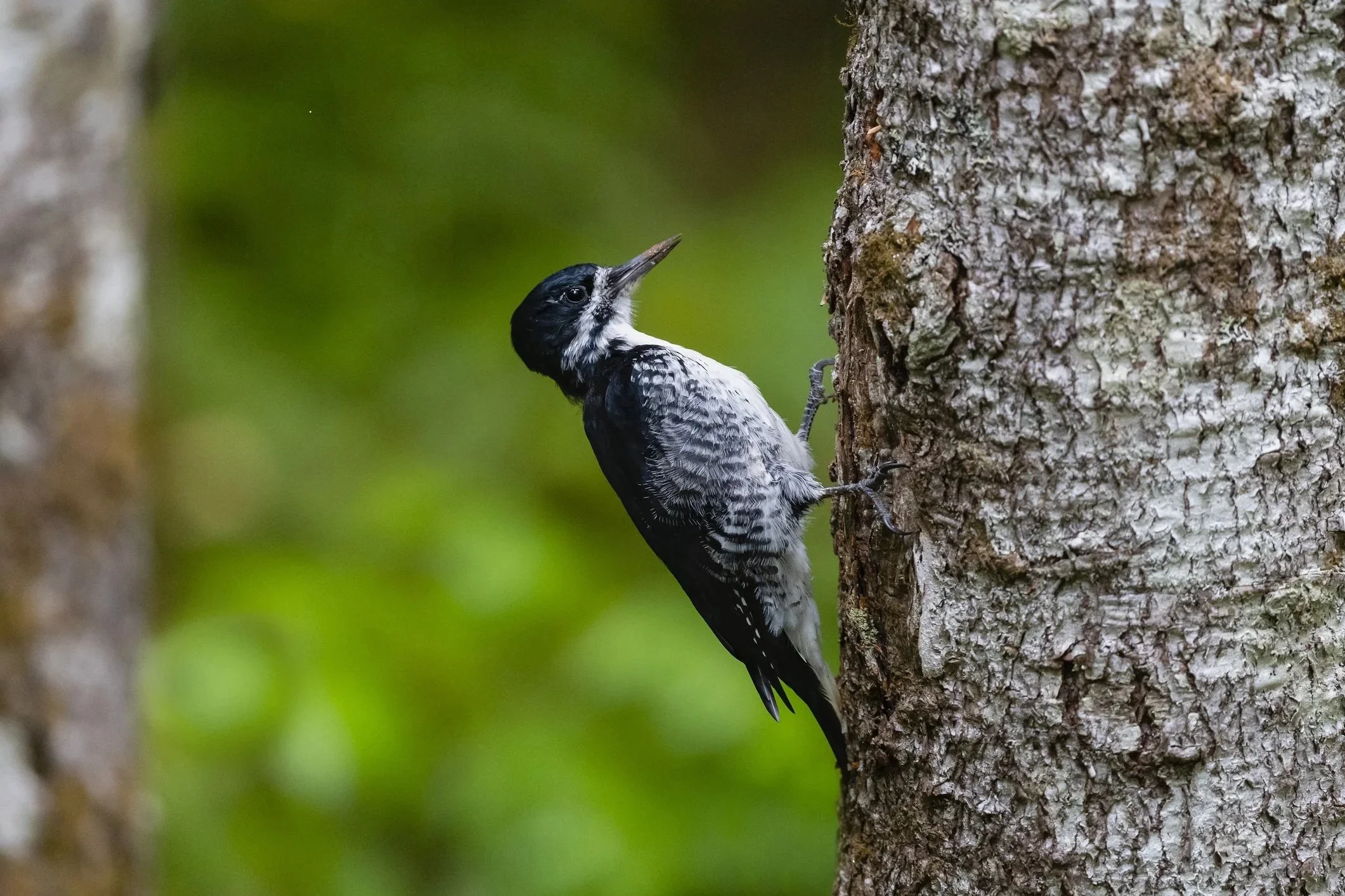 Black-backed Woodpecker