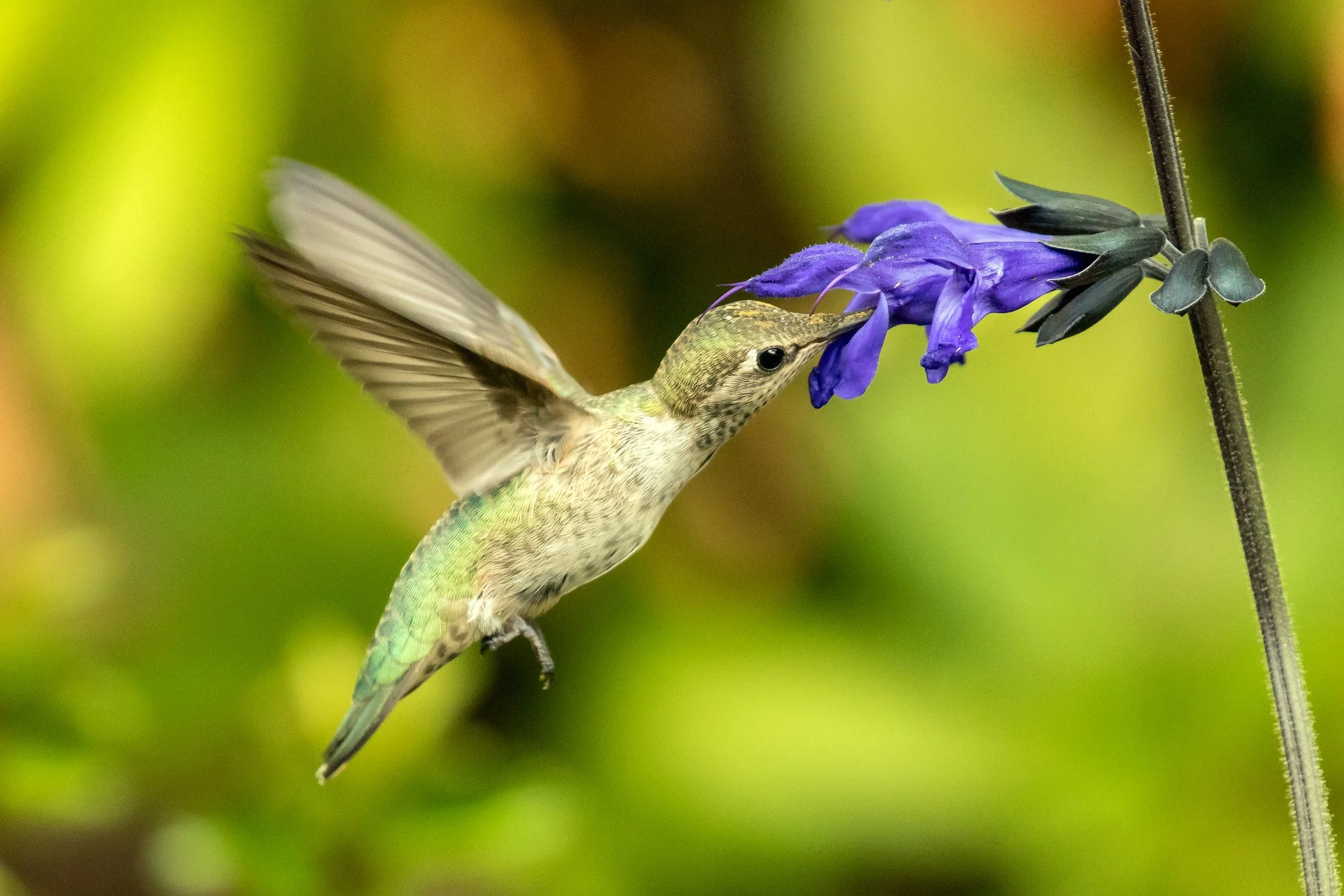 Cornell Lab Teams Up with Homegrown National Park to Help Your Yard Feed Birds