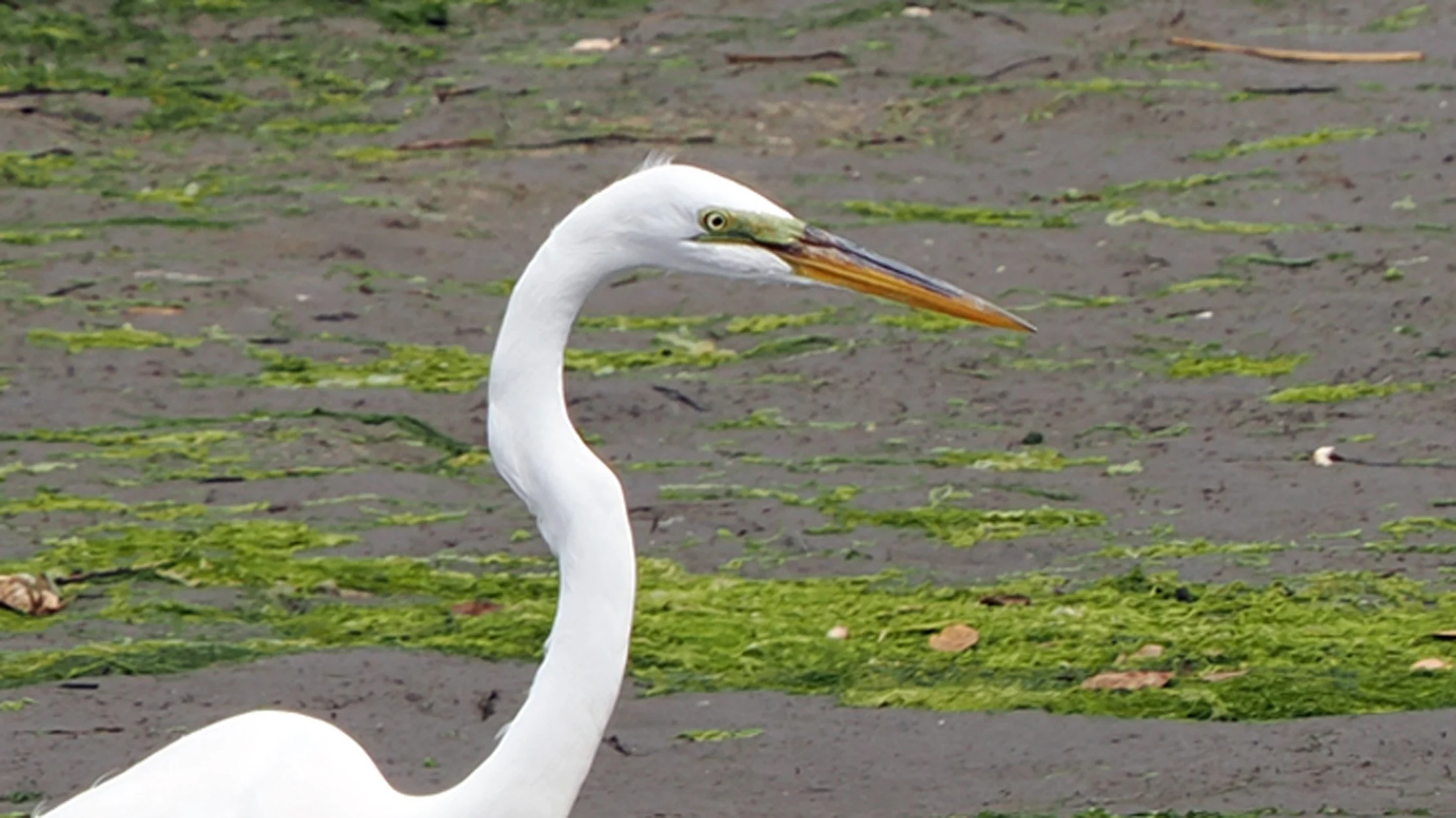 Great Egret