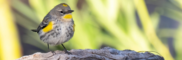 Bird Walk at Wallace Swamp Creek Park