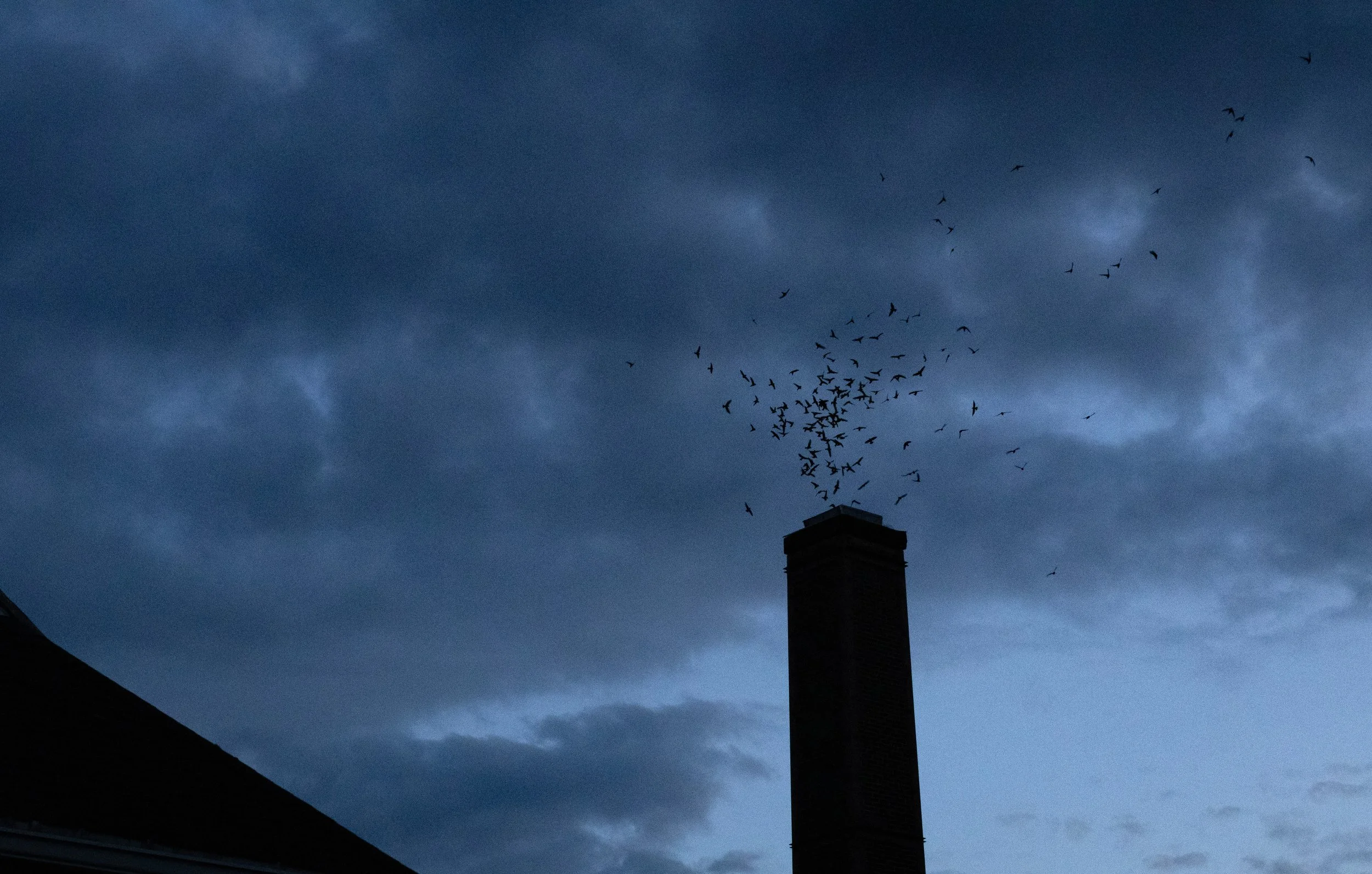 Saving the Chimney, Supporting a Species