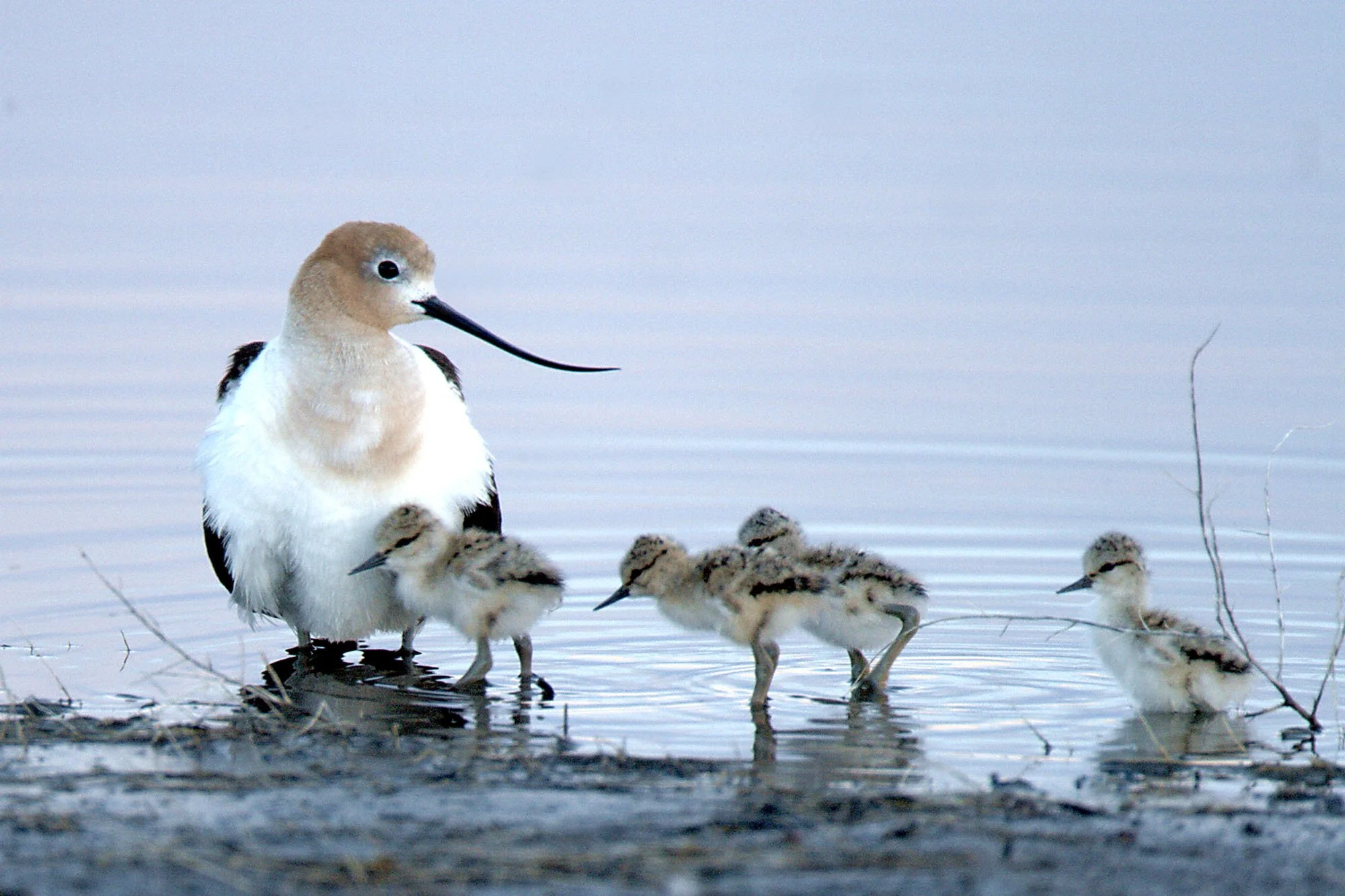 Visit Malheur NWR with Eastside Audubon