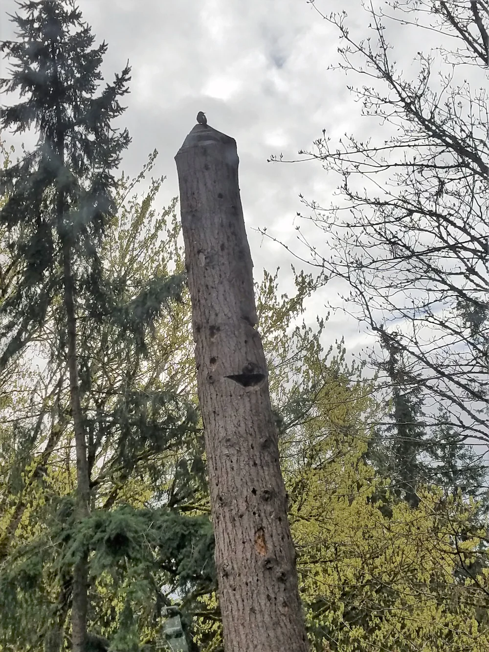 Tree Snags When Decay and Death Mean Habitat and Life — Eastside
