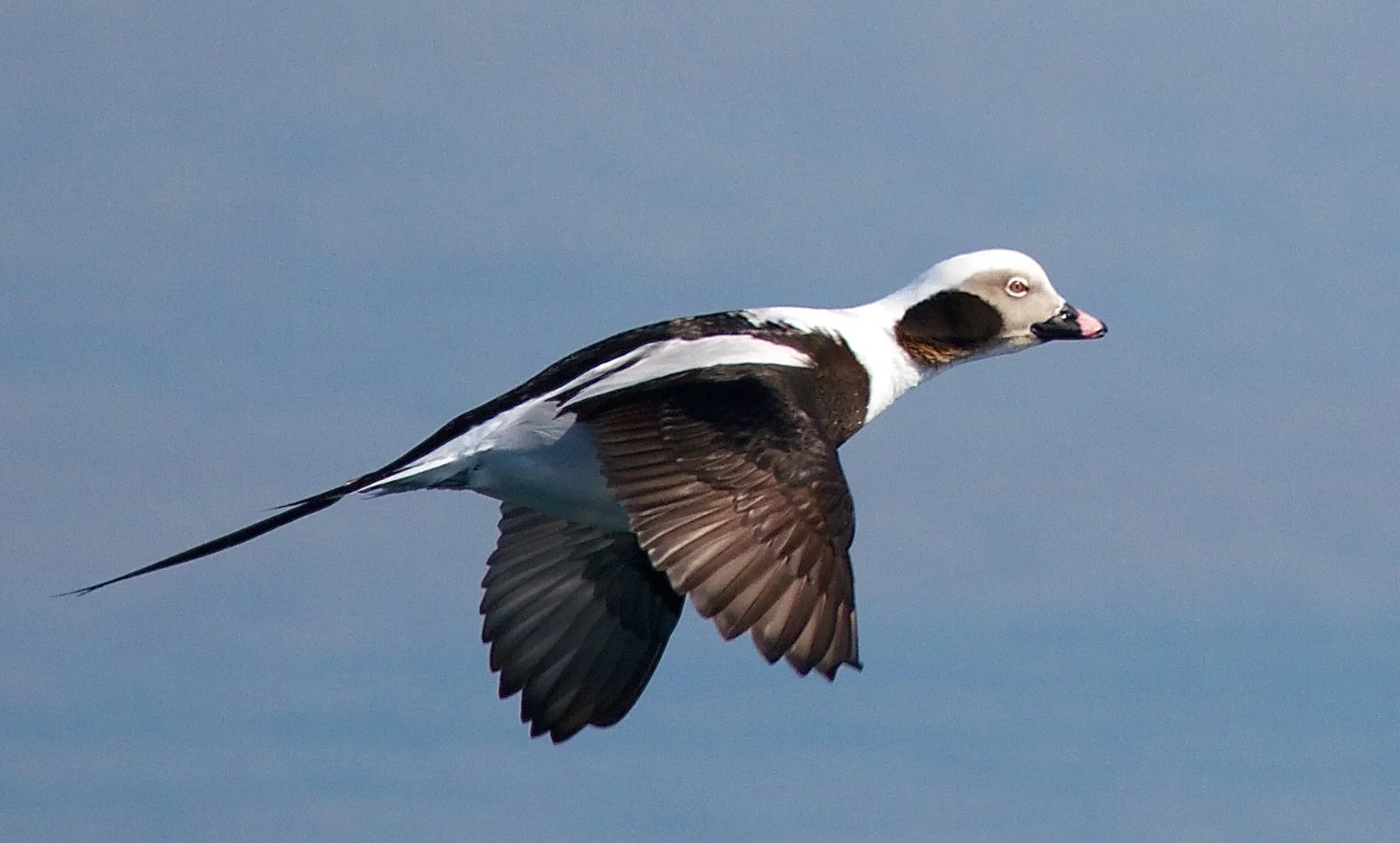 Long-tailed Duck © John Strung