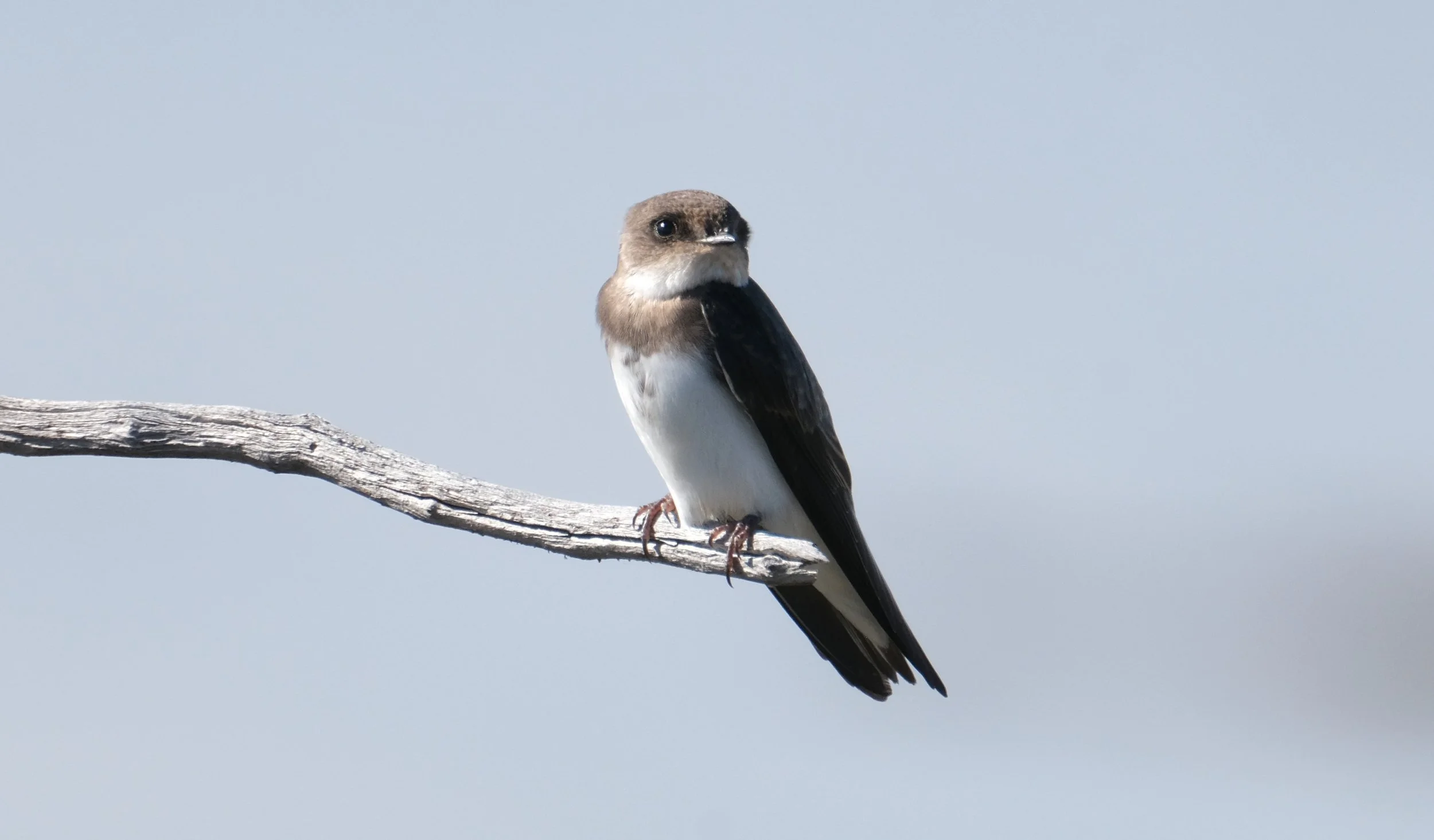 Bank Swallow