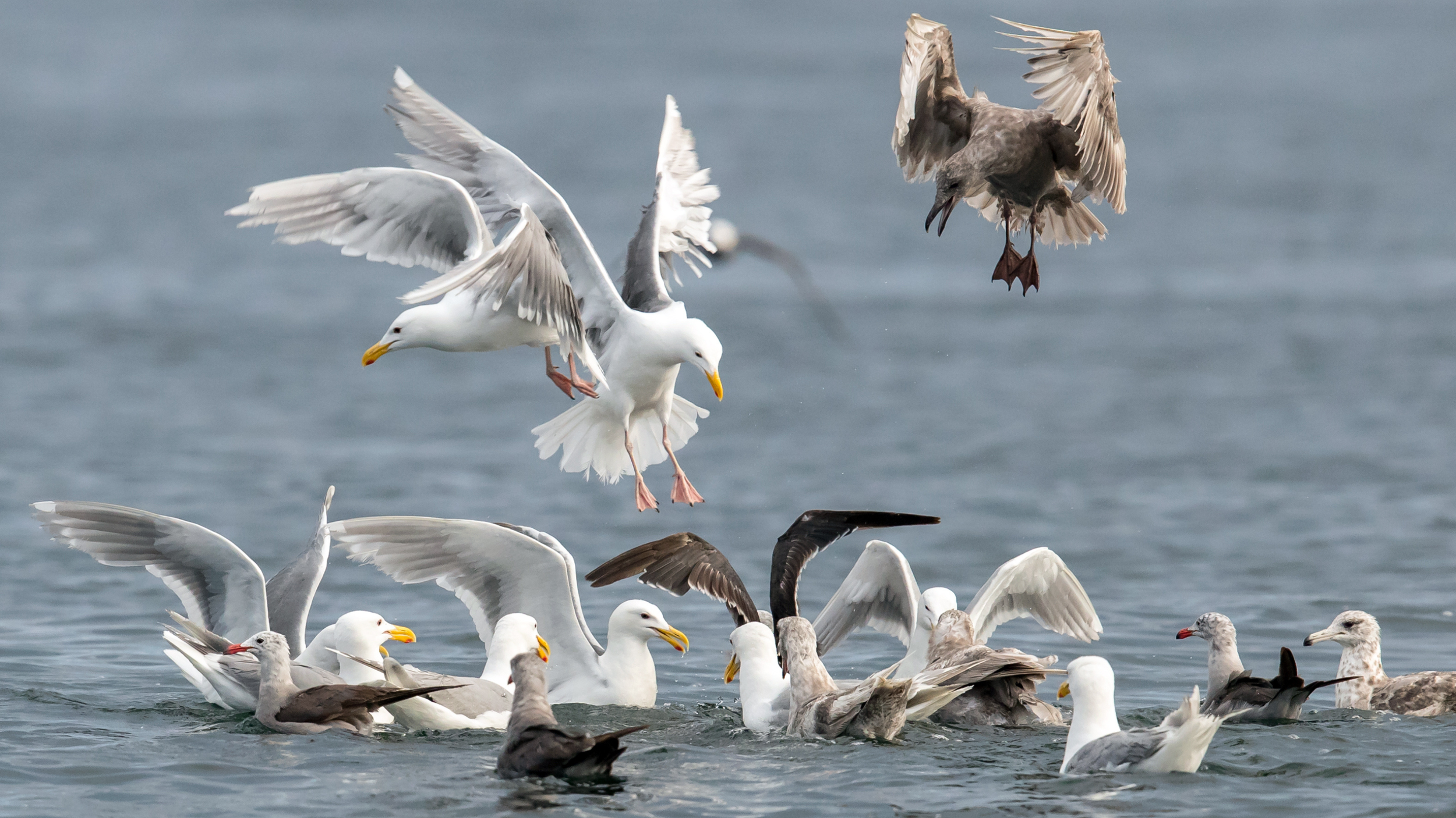 Gulls by Mick Thompson.png