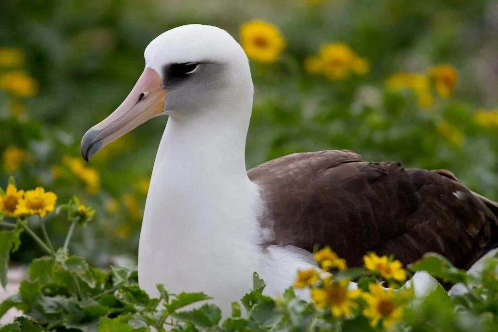 Laysan Albatross