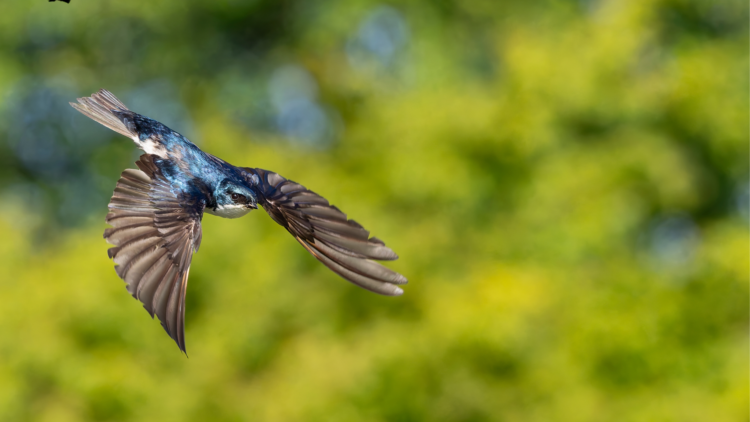 Tree Swallow Mick Thompson.png