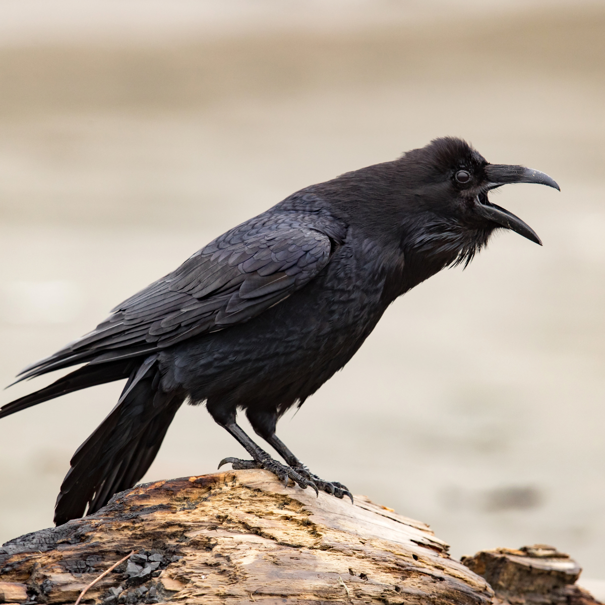 Birds Animals Raven
