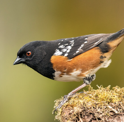 Bird Walk at Lake Hills Greenbelt