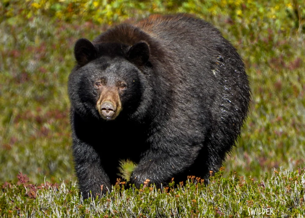 Photo of the Month: October — Eastside Audubon Society